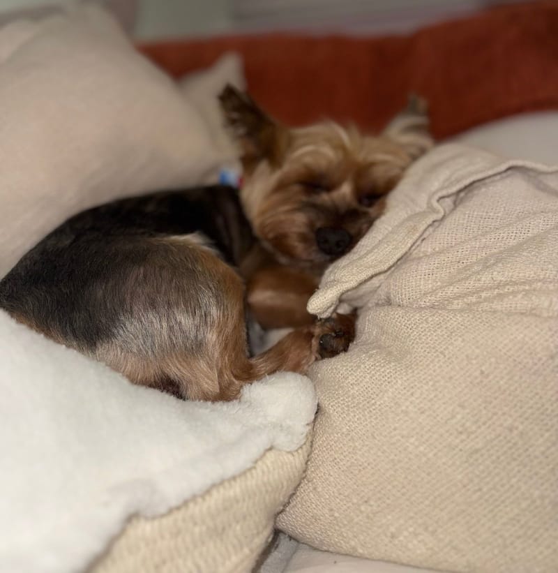Pippin curled up asleep between beige couch cushions, shown in soft focus.
