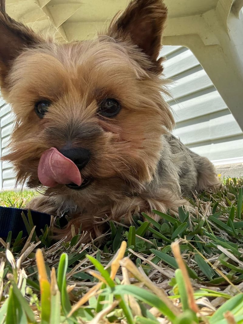 Close-up of Pippin lying in the grass, looking at the camera with his tongue out, licking his nose.
