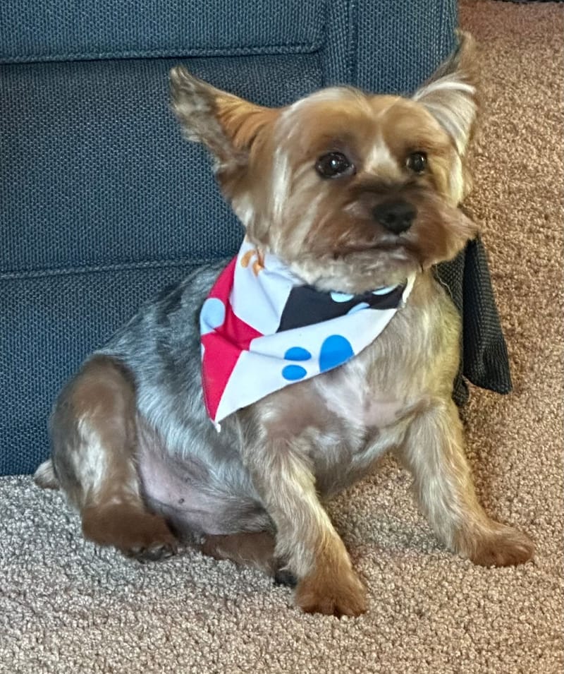 Pippin, a Yorkshire Terrier, sitting upright on tan carpet in front of a blue couch, wearing a red, white and navy paw-print bandana and giving the camera a serious, alert stare.