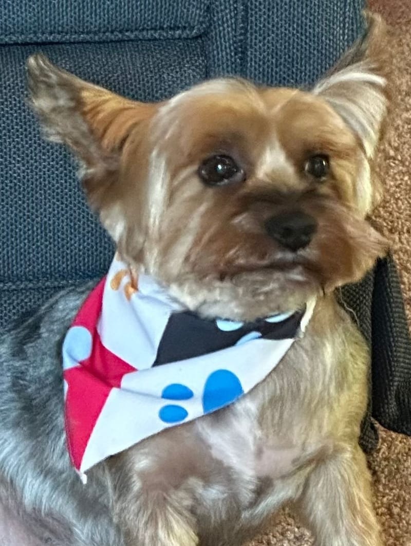 ID photo: close-up of Pippin's serious, alert face above his paw-print bandana.
